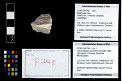 Foto (Objekt + Etikett) von Cracensigillatus acutirostris (Moericke, 1889)  (NHMW-GEO-2014-0194-0798)